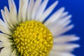 Common daisy flower against blue bsckground