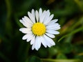 Common daisy flower Royalty Free Stock Photo