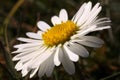 Common Daisy flower in sunlit English meadow