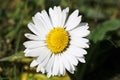 Common Daisy flower (Bellis perennis) in sunlit English meadow