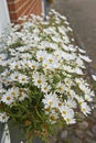 Common daisy flowers growing in a home backyard or garden in summer. Closeup of marguerite perennial flowering plants Royalty Free Stock Photo