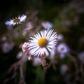 Common daisy in the garden start to bloom