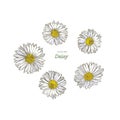 Common daisy , hand draw sketch vector.