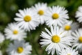 Common Daisy small flower in the field of flowers 2 Royalty Free Stock Photo