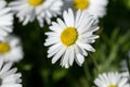 Common Daisy small flower in the field of flowers Royalty Free Stock Photo