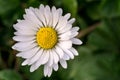 Common Daisy small flower green out of focus background macro close up Royalty Free Stock Photo