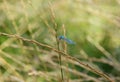 Common damselfly eating a fly