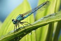 Common damselfly on a green leave, AI generated