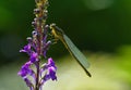 Common Damselfly on Purple Loosestrife Flower