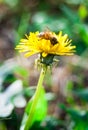 Common dandelion with bee