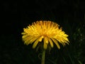 The common dandelion bright yellow in the sunshine