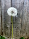 common dandelion Royalty Free Stock Photo