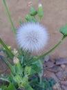Common Dandelion flower beautiful image Royalty Free Stock Photo
