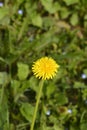 Common dandelion