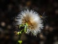 Common dandelion flowering plant in close up