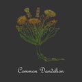 Common Dandelion Herb Colored with Vibrant Gradient