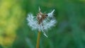 Common dandelion in the meadow.