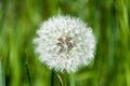 Common dandelion, the dandelion