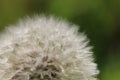 White fluffy Dandelion seed head Taraxacum officinale, blowball or clock close-up maco with dewdrops on a natural green background Royalty Free Stock Photo