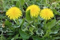 Common dandelion