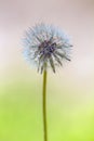 Common Dandelion: Plant Macro Photography Royalty Free Stock Photo