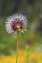 Common Dandelion: Plant Macro Photography Royalty Free Stock Photo