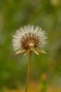 Common Dandelion: Plant Macro Photography Royalty Free Stock Photo