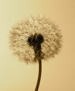 Common dandelion - Taraxacum