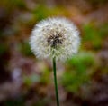 Common dandelion - Taraxacum officinale - close up of white fuzzy fluffy seed head in North Florida with blurred background