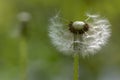 Common dandelion Taraxacum officinale faded flowers looks like snow ball, ripe cypselae fruits on the stem