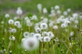 Common dandelion Taraxacum officinale faded flowers looks like snow ball  ripe cypselae fruits Royalty Free Stock Photo