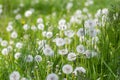 Common dandelion Taraxacum officinale faded flowers looks like snow ball, ripe cypselae fruits