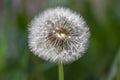 Common dandelion Taraxacum officinale faded flowers looks like snow ball, ripe cypselae fruits Royalty Free Stock Photo