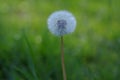 Common dandelion Taraxacum officinale faded flowers looks like snow ball, ripe cypselae fruits Royalty Free Stock Photo