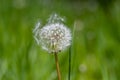 Common dandelion Taraxacum officinale faded flowers looks like snow ball, ripe cypselae fruit