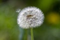 Common dandelions Taraxacum officinale faded flowers looks like snow ball, ripe cypselae fruits Royalty Free Stock Photo