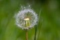 Common dandelion Taraxacum officinale faded flowers looks like snow ball, ripe cypselae fruits Royalty Free Stock Photo