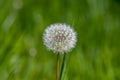 Common dandelion Taraxacum officinale faded flowers looks like snow ball, ripe cypselae fruits Royalty Free Stock Photo