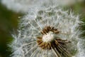 Common dandelion Taraxacum officinale faded flowers looks like snow ball, ripe cypselae fruits Royalty Free Stock Photo