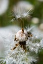 Common dandelion Taraxacum officinale faded flowers looks like snow ball, ripe cypselae fruits Royalty Free Stock Photo