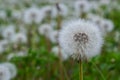 Common dandelion Taraxacum officinale faded flowers looks like snow ball, ripe cypselae fruits Royalty Free Stock Photo