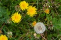 Common dandelion Taraxacum officinale faded flowers looks like snow ball, ripe cypselae fruits Royalty Free Stock Photo