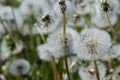 Common dandelion Taraxacum officinale faded flowers looks like snow ball, ripe cypselae fruits Royalty Free Stock Photo