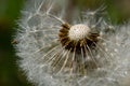 Common dandelion Taraxacum officinale faded flowers looks like snow ball, ripe cypselae fruits Royalty Free Stock Photo