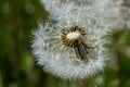 Common dandelion Taraxacum officinale faded flowers looks like snow ball, ripe cypselae fruits Royalty Free Stock Photo