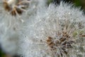 Common dandelion Taraxacum officinale faded flowers looks like snow ball, ripe cypselae fruits Royalty Free Stock Photo