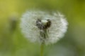 Common dandelion Taraxacum officinale faded flowers looks like snow ball, ripe cypselae fruits Royalty Free Stock Photo