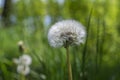 Common dandelion Taraxacum officinale faded flowers looks like snow ball, ripe cypselae fruits Royalty Free Stock Photo