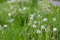 Common dandelion Taraxacum officinale faded flowers looks like snow ball, ripe cypselae fruits Royalty Free Stock Photo