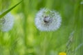 Common dandelion Taraxacum officinale faded flowers looks like snow ball, ripe cypselae fruits Royalty Free Stock Photo